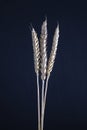 Three stems of wheat on a black background. Dry wheat spikelets on a dark background Royalty Free Stock Photo