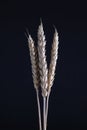 Three stems of wheat on a black background. Dry wheat spikelets on a dark background Royalty Free Stock Photo