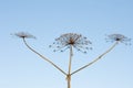 Three sticks of dry hogweed with crowns on backgro Royalty Free Stock Photo