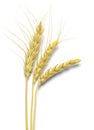 Three Stocks of Wheat Royalty Free Stock Photo