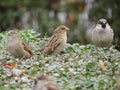 Three House Sparrows (Passer domesticus)