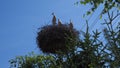 Three storks (an adult bird and young birds) in the nest Royalty Free Stock Photo