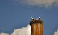 Three storks in the nest high up on the water tower Royalty Free Stock Photo