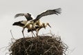 Three storks in the nest