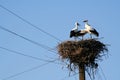 Three storks on their high nest closeup on top of electric pillar on sky background