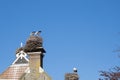 Three storks are in their nest on a chimney, in the spring , blue sky in background part of chimney Royalty Free Stock Photo