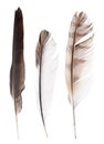 Three straight feathers isolated on white