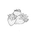 Three strawberries closeup on a white background. Black and white outline illustration. Isolated object.