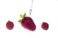 Three strawberries with one needle, isolated