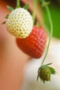 Three Strawberries Royalty Free Stock Photo