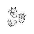 Three strawberries. Vector doodle hand drawn berries