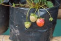 Three strawberry on the Tree In The Garden