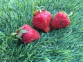 Three strawberrys on the grass