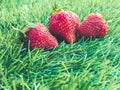 Three strawberrys on the grass