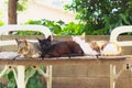 Three stray cats on a bench