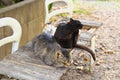 Three stray cats on a bench