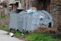 Three Stray Cats on the Garbage Container