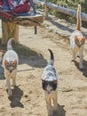 Three stray cats in La Gomera, Spain