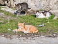 Three stray cats lying on the grass