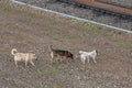 three stray dogs go through the railroad tracks