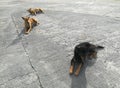 Three stray dogs sit down on the concrete floor.