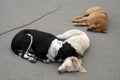 Three stray dogs sleep
