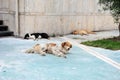 Three Dogs Sleeping on Pavement in Durres, Albania Royalty Free Stock Photo