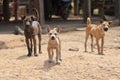 Three stray guard dogs protecting territory Royalty Free Stock Photo