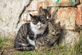 Three homeless kittens huddle together while sitting by the wall