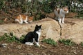 Three stray kittens on a seaside park