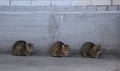 Three street cats sleep near a gray wall