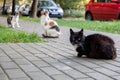 Three street cats