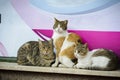 Three street cats on a wall grouped and warming themselves.