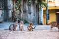 Three street Kittens watching like a kitten runs away.