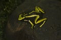 Three-striped Arrow-poison Frog, Three-striped Poison Frog Ameerega trivittata. Royalty Free Stock Photo