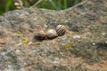 Three striped brown snail shells on a rock Royalty Free Stock Photo