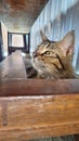 three striped cat sleepy under the table Royalty Free Stock Photo