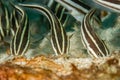 Three striped catfish feeding