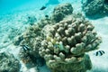 Three-striped Damselfish, Surgeonfish and Coral Growth