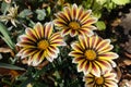 Three striped flowers of Gazania Big Kiss in October Royalty Free Stock Photo