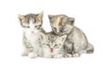 Three striped kittens isolated Royalty Free Stock Photo