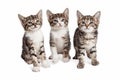 Three Striped Kittens Isolated on White Royalty Free Stock Photo