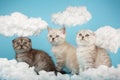 Three striped kittens of the Scottish breed sit on a blue background among the clouds.
