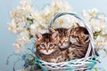 A Three striped kittens are sitting in a basket with spring flowers. Royalty Free Stock Photo