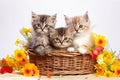 Three striped kittens are sitting in a basket with spring flowers Royalty Free Stock Photo