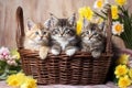 A Three striped kittens are sitting in a basket Royalty Free Stock Photo