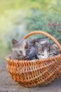 Three striped kittens sitting in the grass Royalty Free Stock Photo