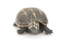 Three-Striped Mud Turtle Royalty Free Stock Photo