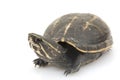 Three-Striped Mud Turtle Royalty Free Stock Photo