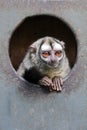 Three-striped night monkey Royalty Free Stock Photo